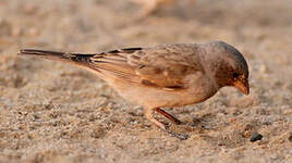 Moineau sud-africain