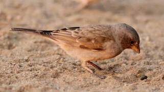 Southern Grey-headed Sparrow