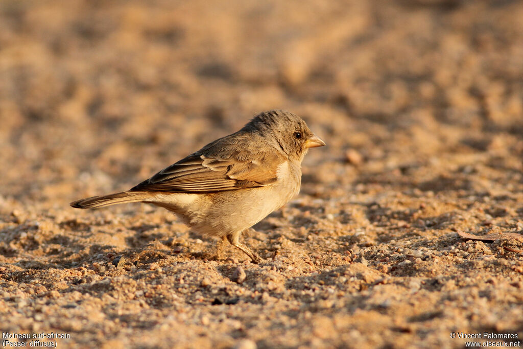 Moineau sud-africain