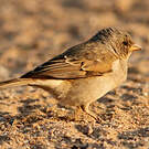 Moineau sud-africain