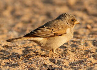 Moineau sud-africain