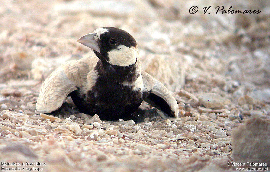 Moinelette à front blanc