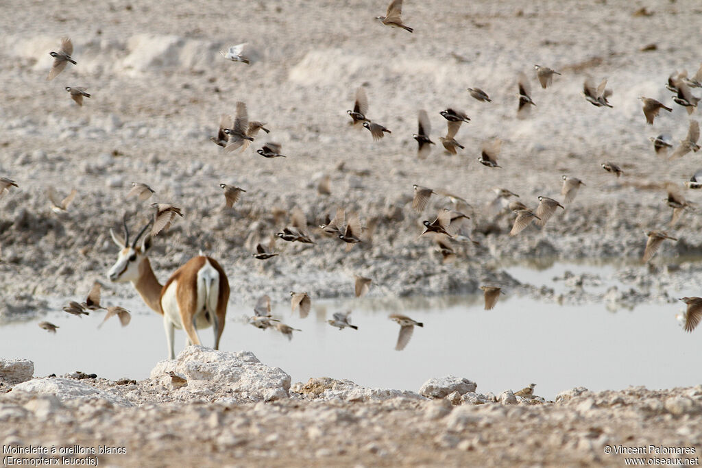 Moinelette à oreillons blancs, habitat, Vol