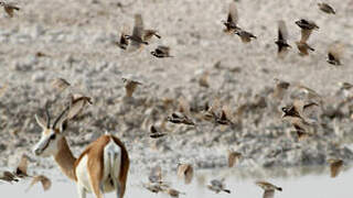 Chestnut-backed Sparrow-Lark