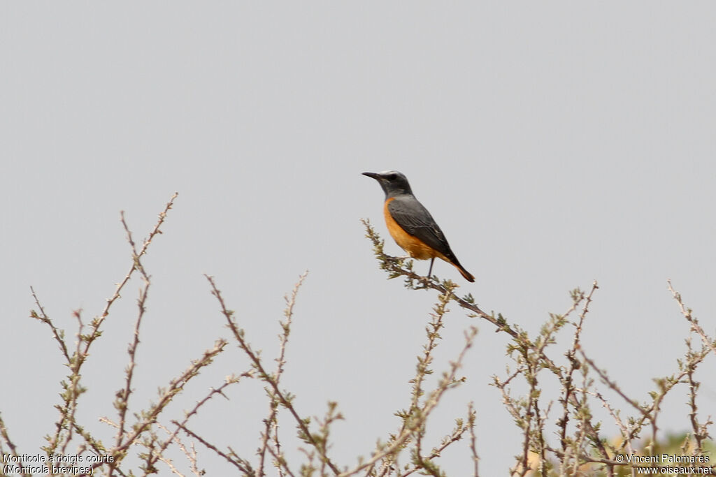 Short-toed Rock Thrush male