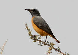 Short-toed Rock Thrush