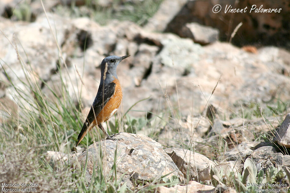 Common Rock Thrush male