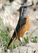 Common Rock Thrush