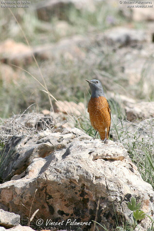 Common Rock Thrush male