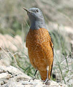 Common Rock Thrush