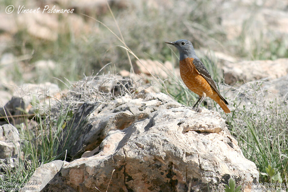 Common Rock Thrush male