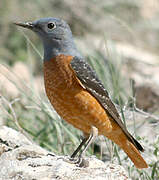 Common Rock Thrush