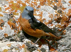 Common Rock Thrush