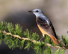 Common Rock Thrush