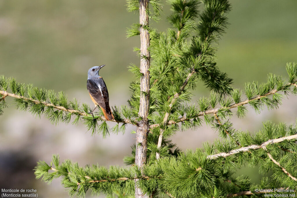 Common Rock Thrush male