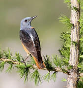 Common Rock Thrush