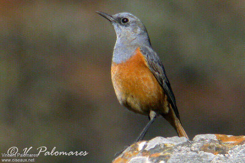 Sentinel Rock Thrush male adult, identification