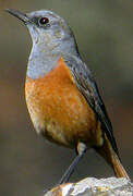 Sentinel Rock Thrush