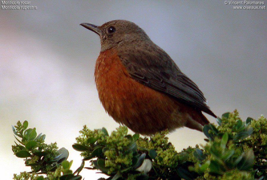 Cape Rock Thrush