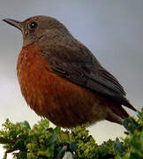 Cape Rock Thrush