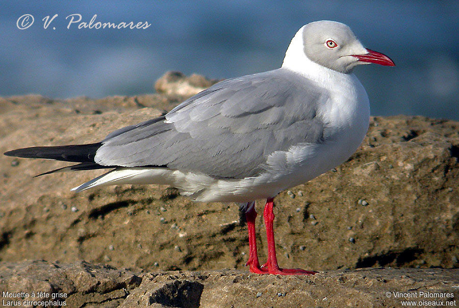 Mouette à tête grise