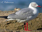 Mouette à tête grise