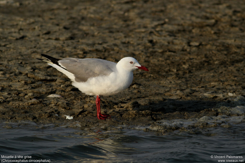 Grey-headed Gull