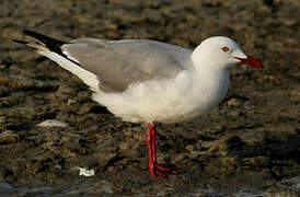 Grey-headed Gull