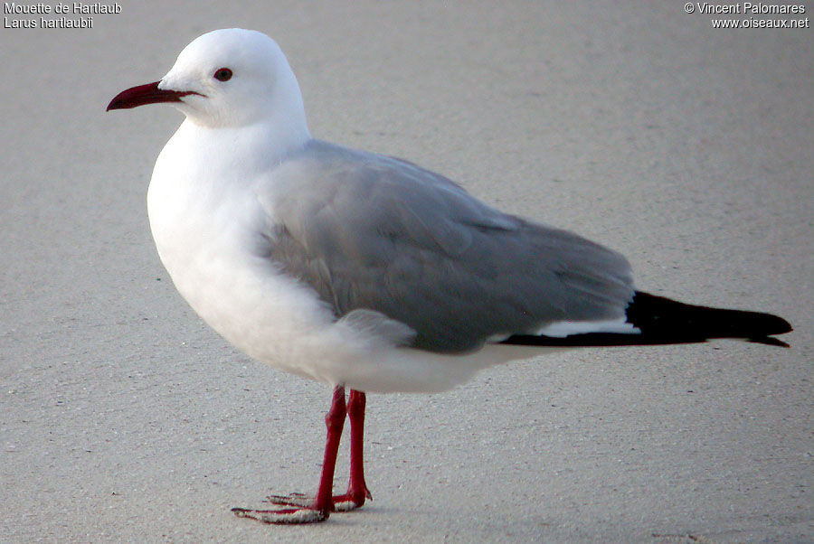 Mouette de Hartlaub