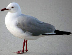 Hartlaub's Gull