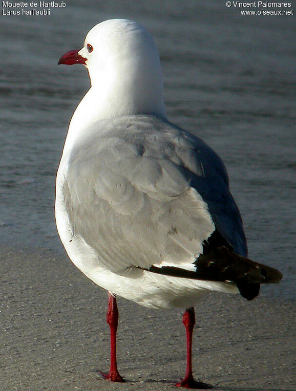 Hartlaub's Gull