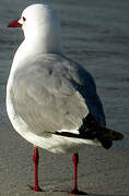 Hartlaub's Gull