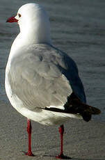 Mouette de Hartlaub