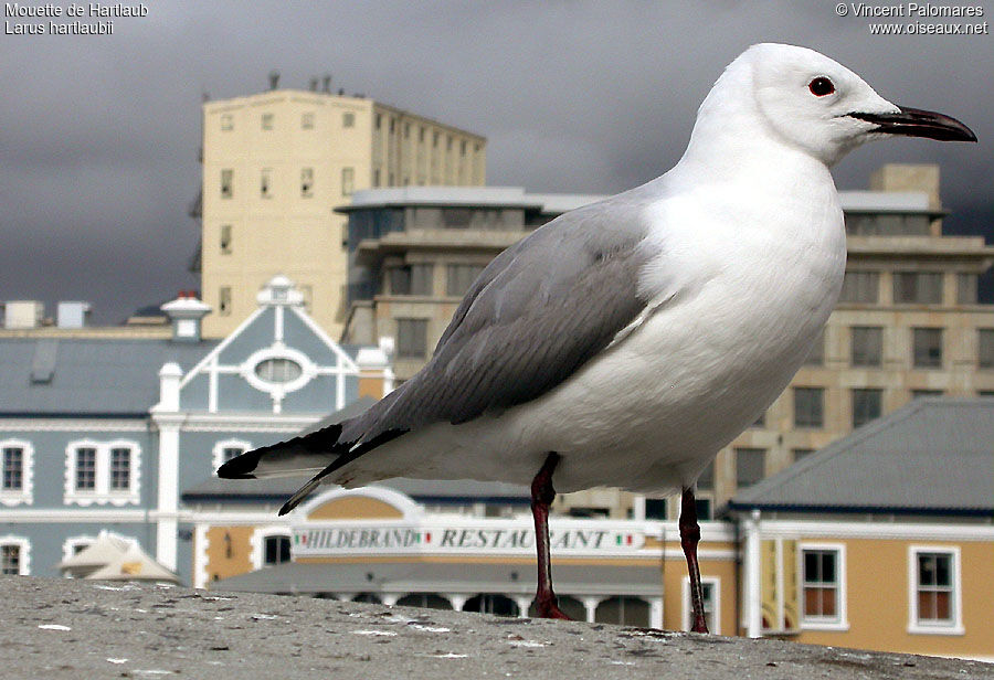 Hartlaub's Gull