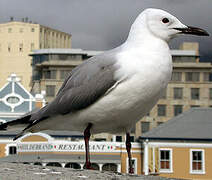 Hartlaub's Gull