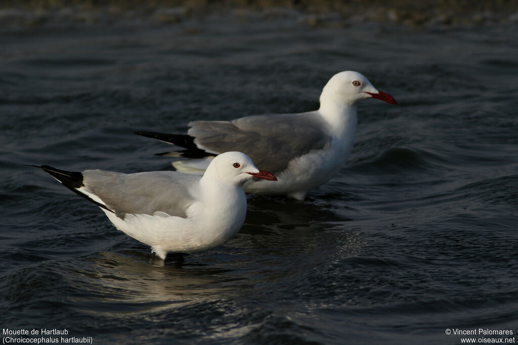 Hartlaub's Gull