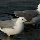 Mouette de Hartlaub