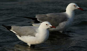 Hartlaub's Gull