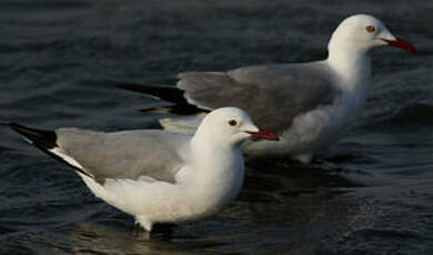 Mouette de Hartlaub