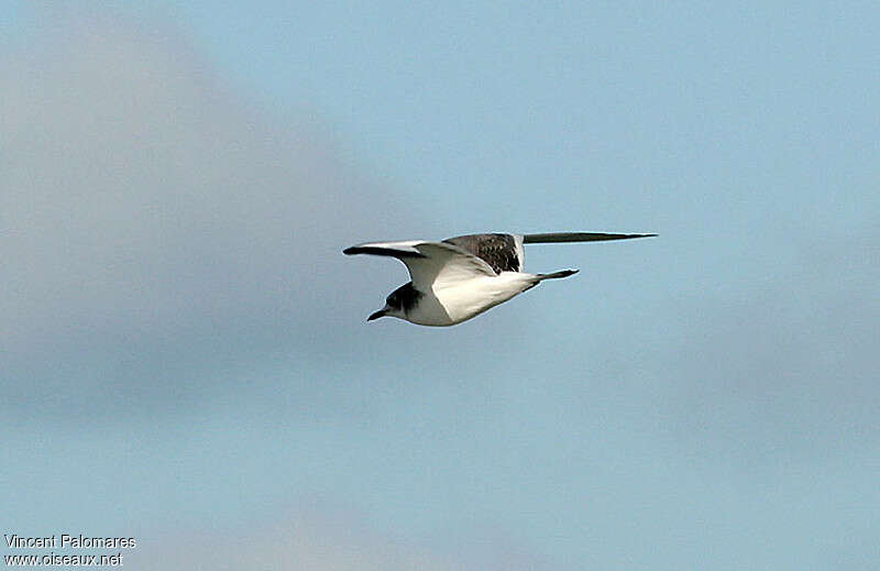 Mouette de Sabine1ère année