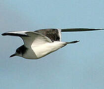 Sabine's Gull