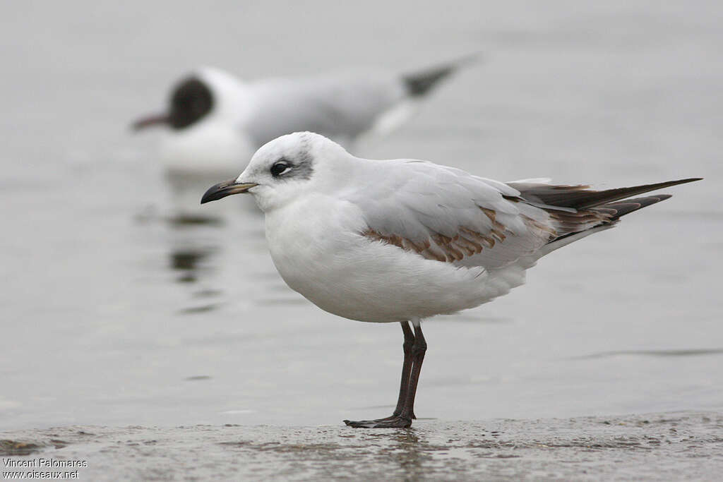 Mouette mélanocéphale2ème année, identification