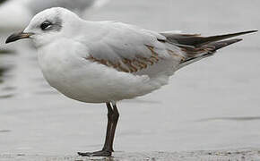 Mouette mélanocéphale