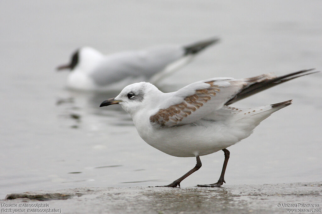 Mediterranean GullSecond year