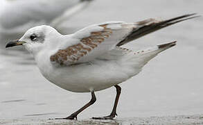 Mouette mélanocéphale