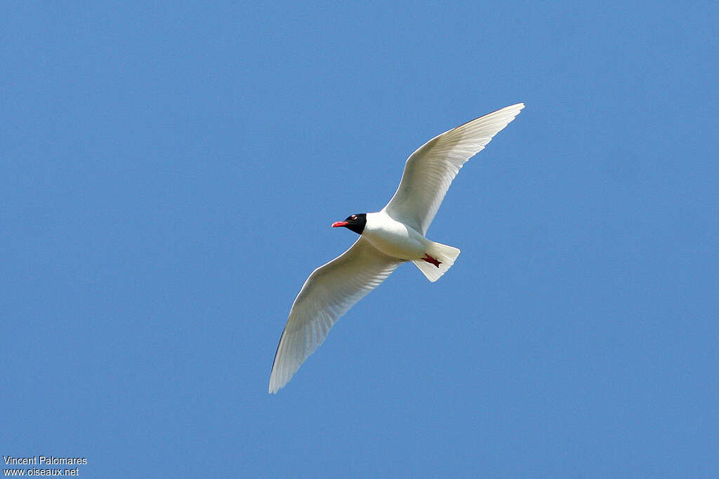 Mouette mélanocéphaleadulte nuptial, identification