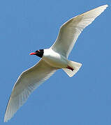 Mediterranean Gull