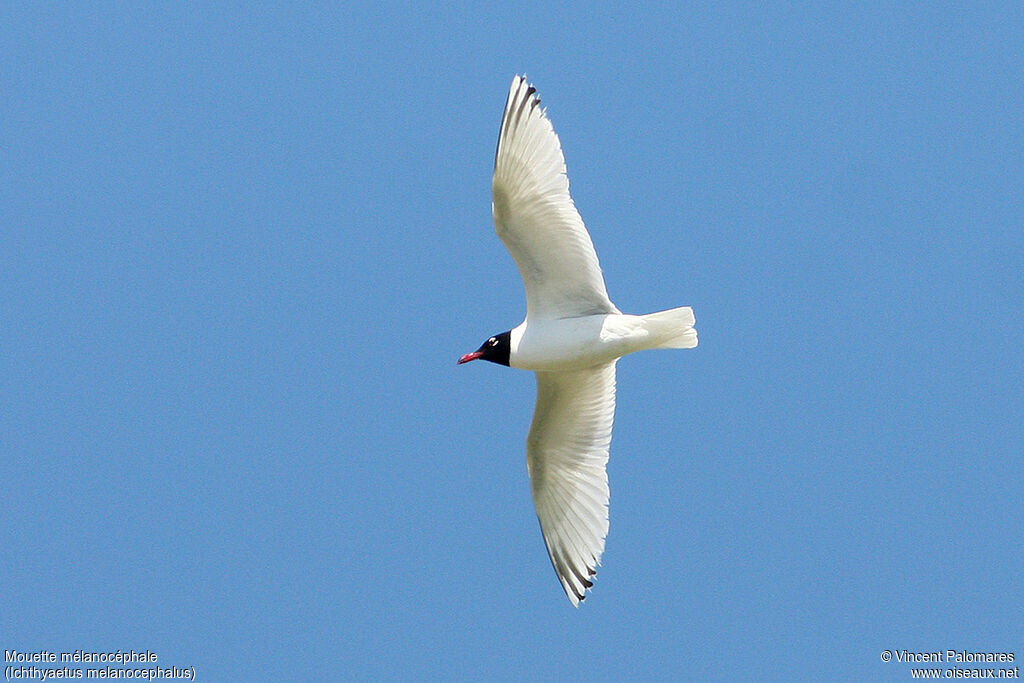 Mouette mélanocéphale3ème année