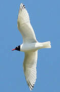 Mediterranean Gull