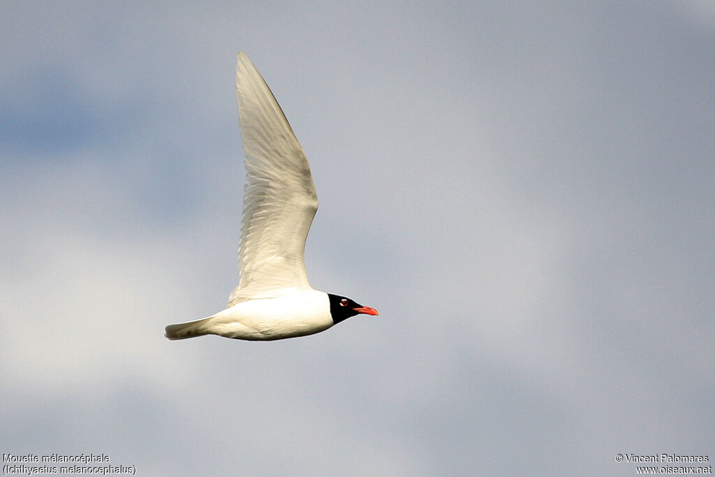 Mouette mélanocéphaleadulte nuptial